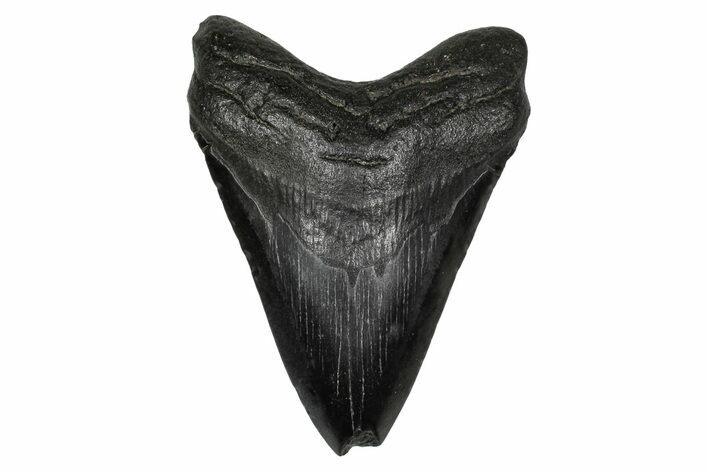 Fossil Megalodon Tooth - South Carolina #341438